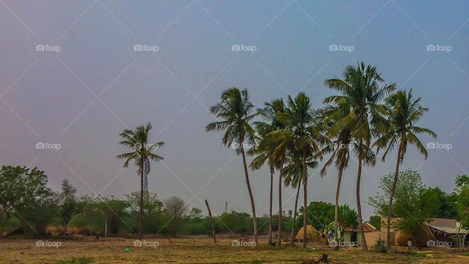 nature coconut trees 