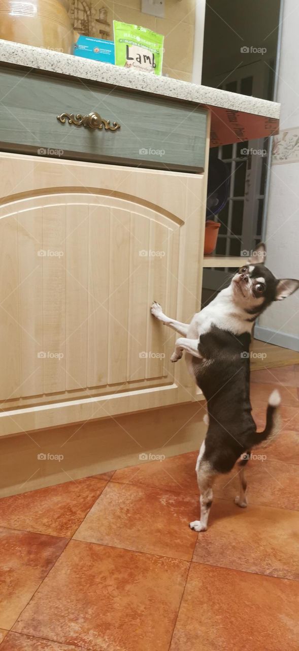 Chihuahua has spotted the bag of dog treats on the kitchen side
