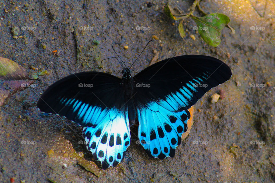 Butterfly, Beautiful butterfly,Blue and black butterfly, colorful butterfly