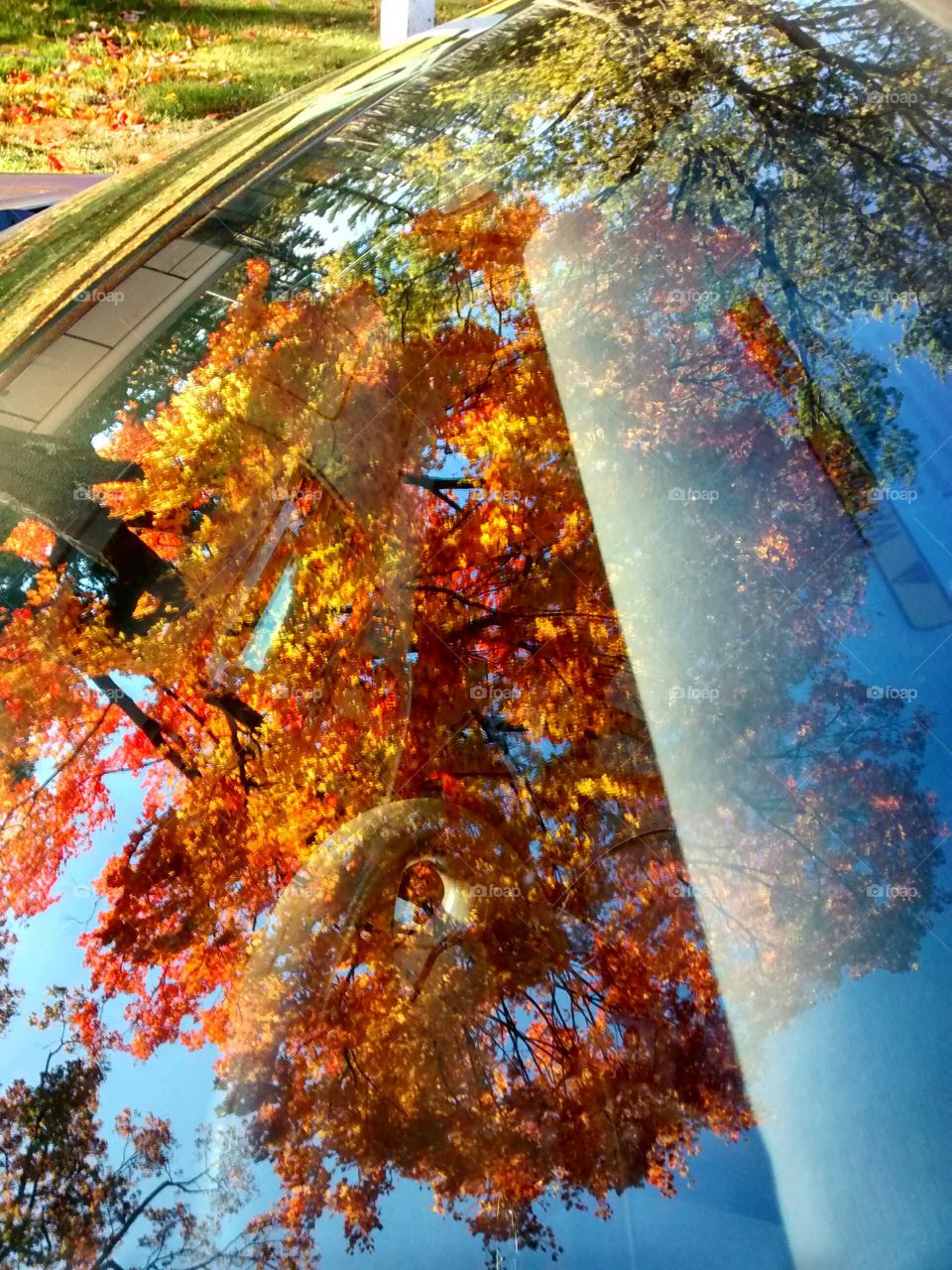 foliage reflected on car. Beautiful reflection of the fall's orange leaves onto the windshield of my car in the morning sunlight.