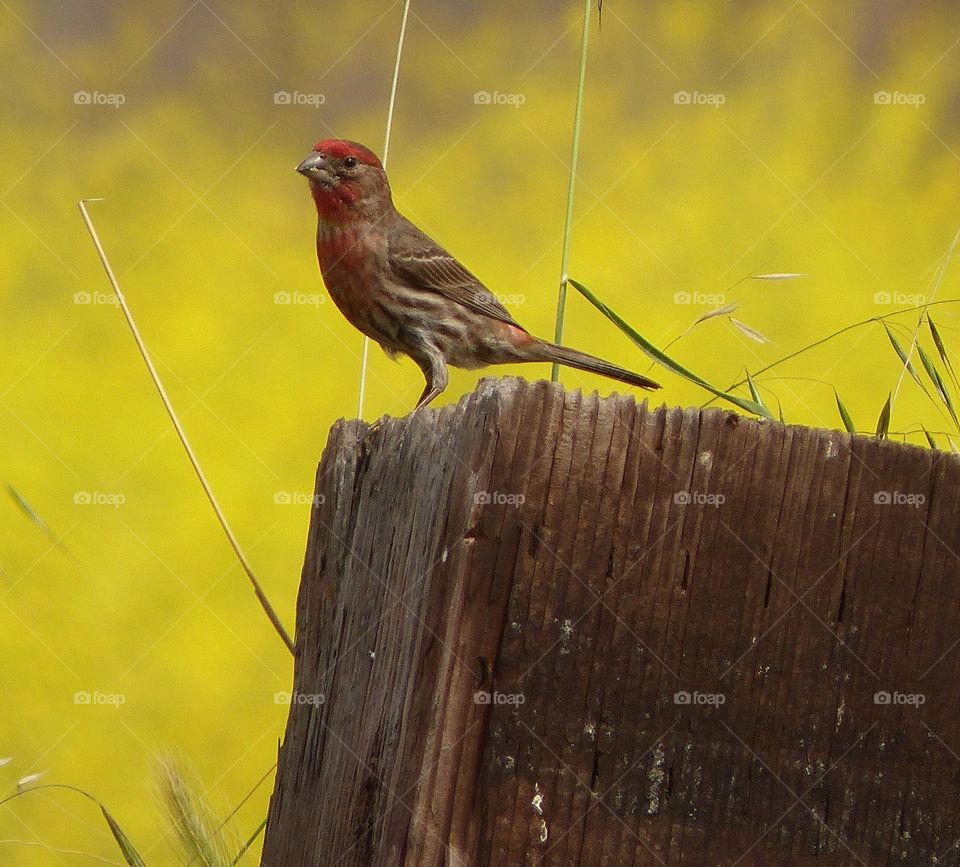 Finch framed by mustard 