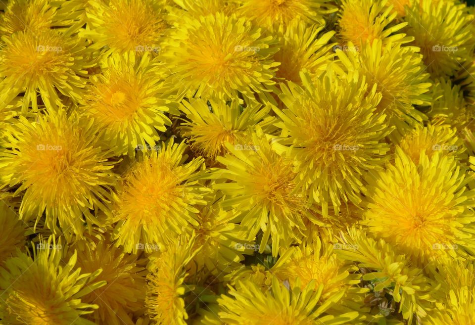 Löwenzahn gelb Blumen