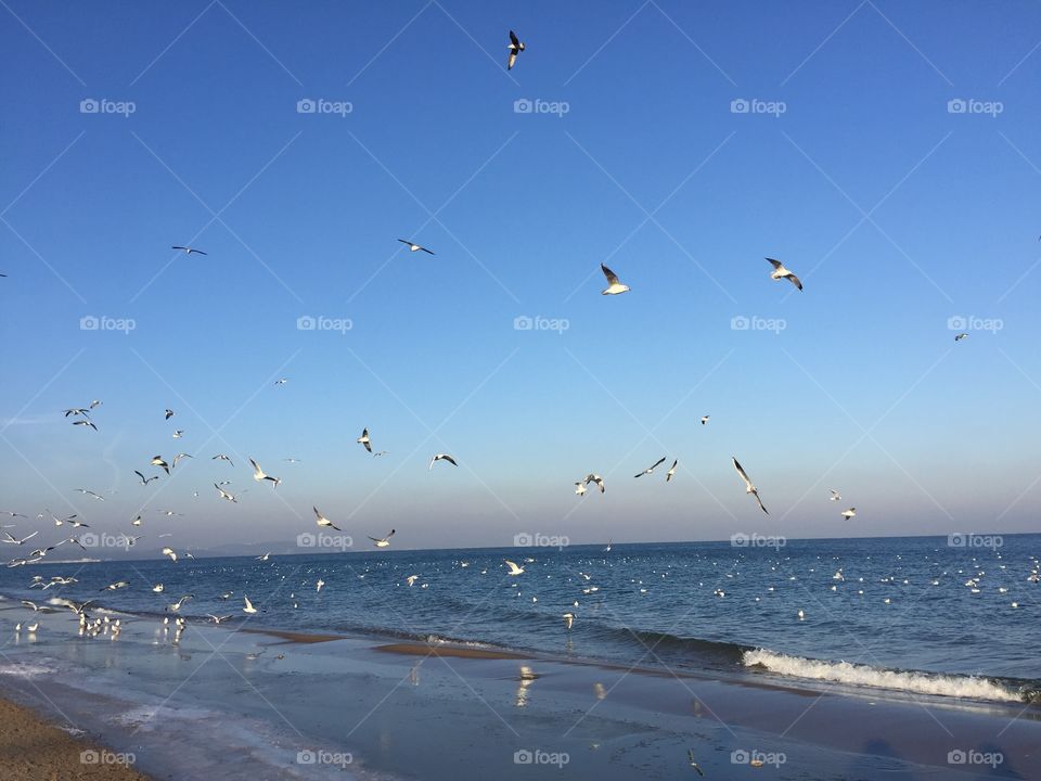 Flock of seagulls flying over the sea