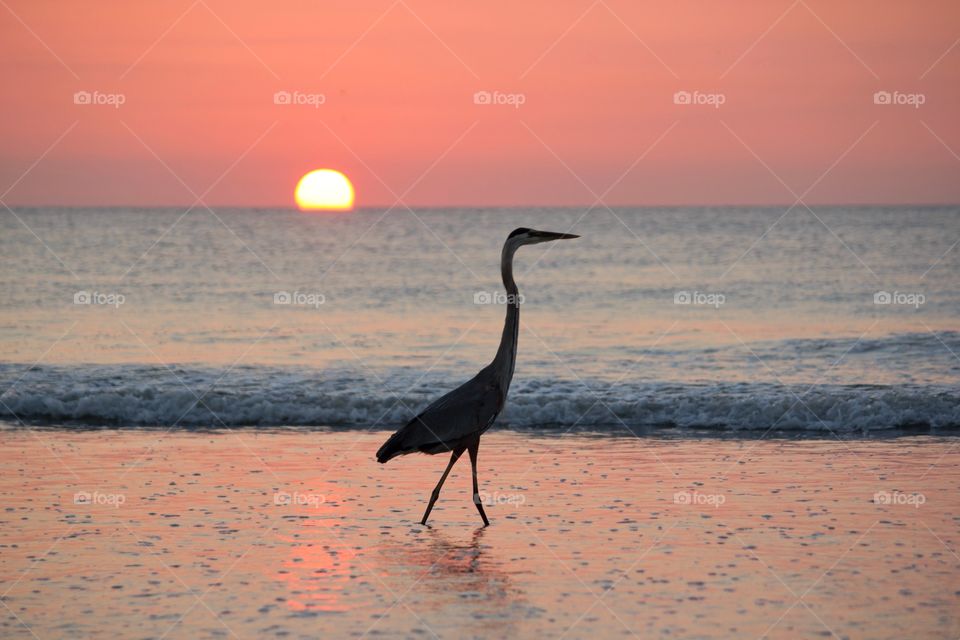 Bird Fishing in the Sunset. A bird fishing on the beach during sunset.