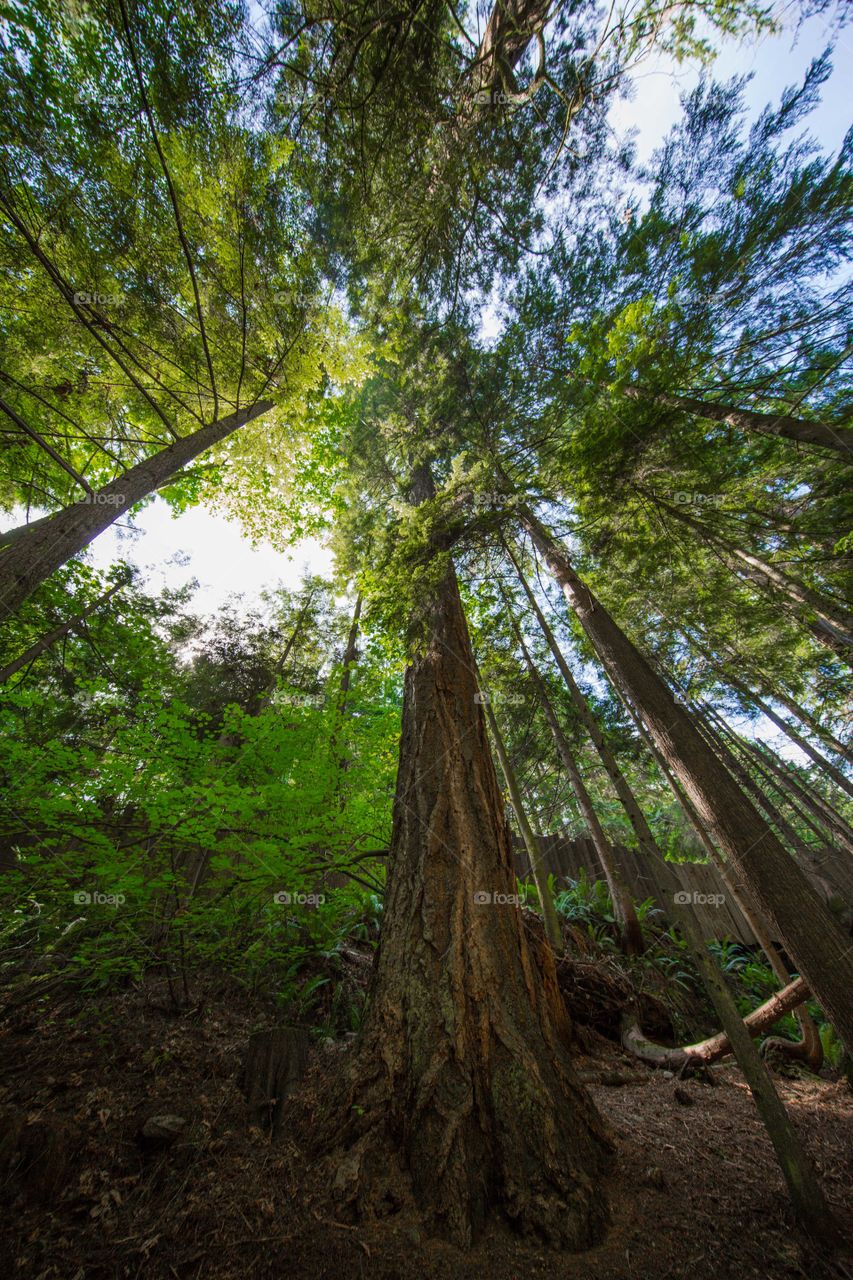 Tall trees in forest