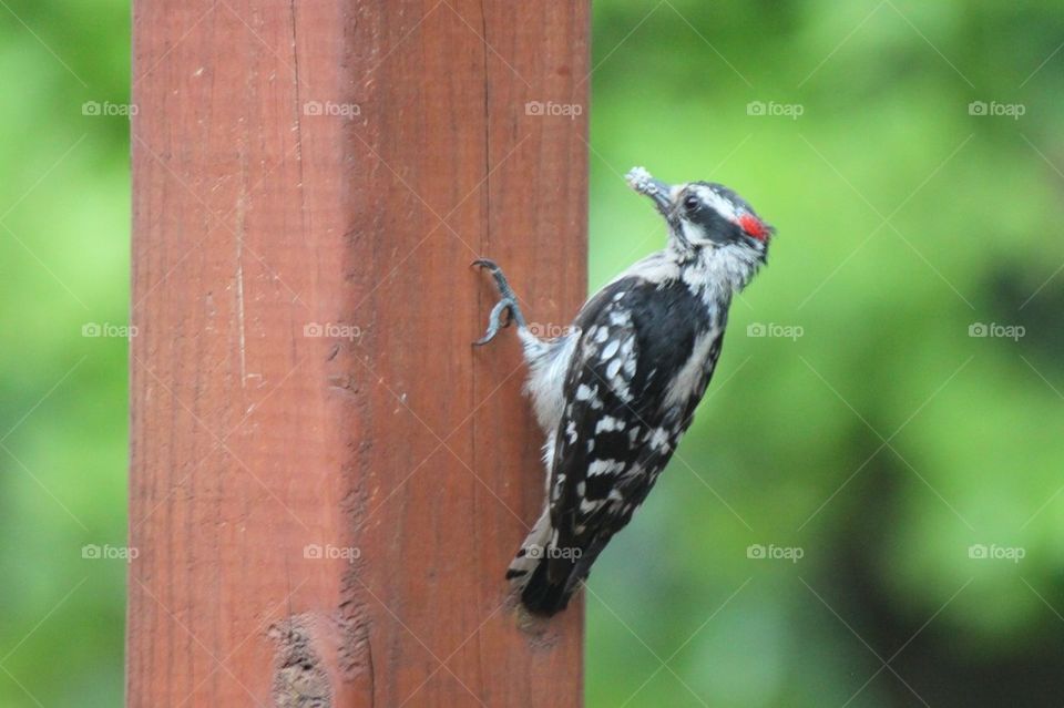 Woodpecker at work