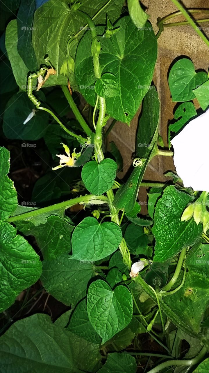 Do I spy cucumbers?. my little home garden. finally!!!