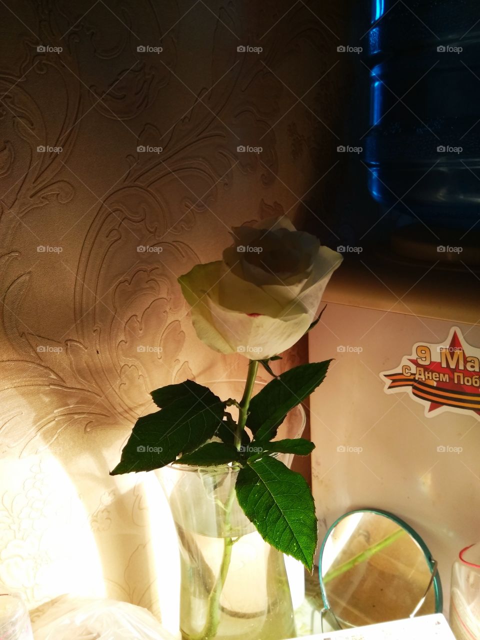 Flower, No Person, Nature, Leaf, Desktop