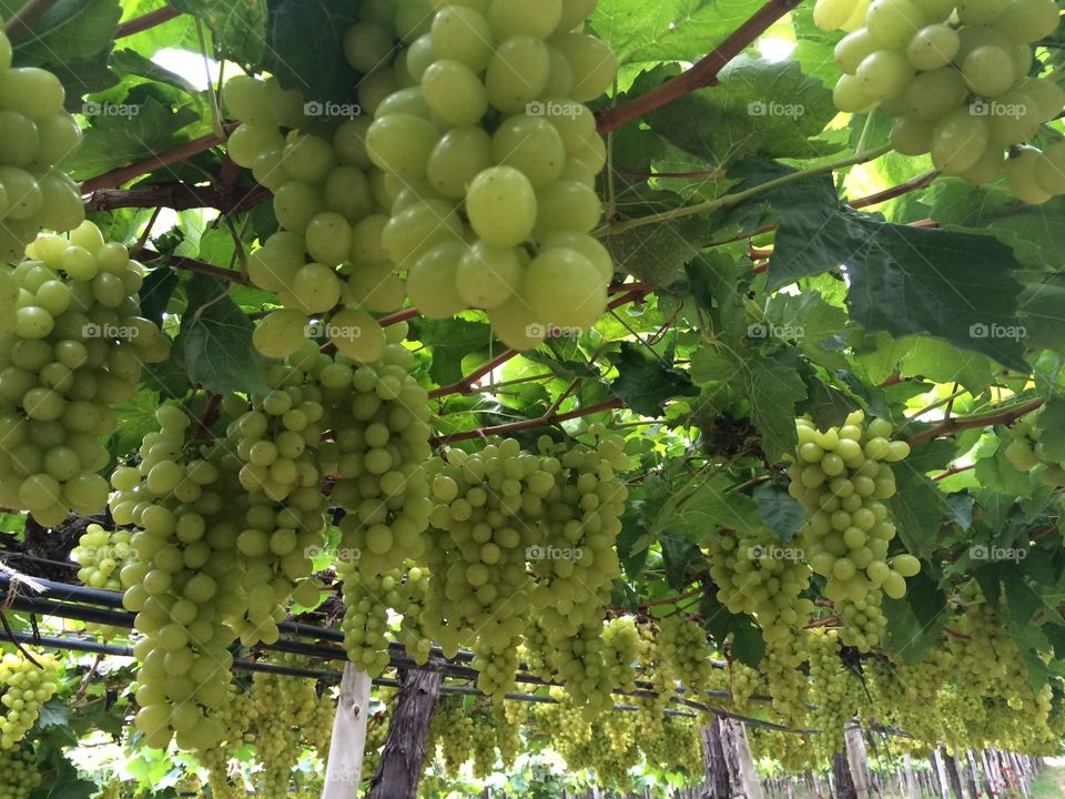 Grapes 