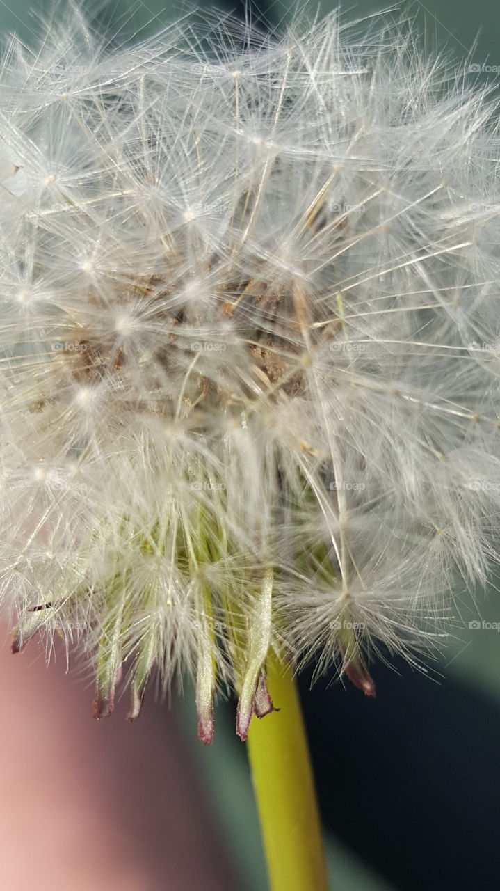 close up of dandelion