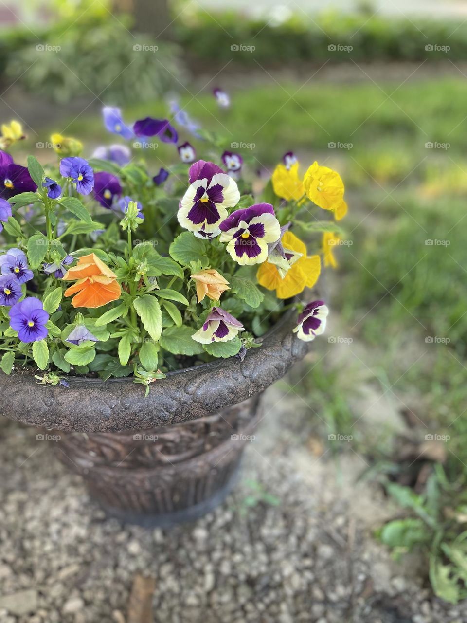 A beautiful pot of flowers 