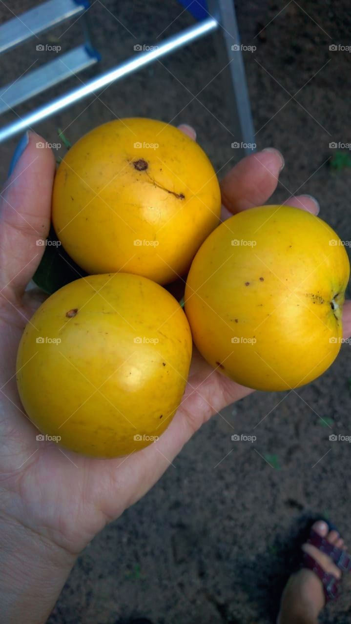 Frutas do Brasil abil amarelo