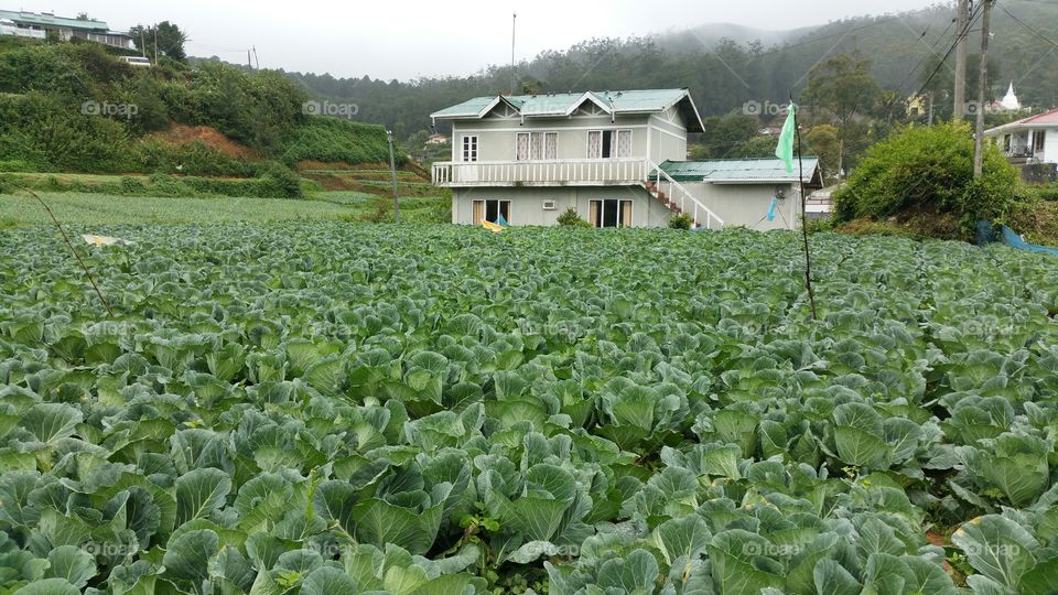 Growing Cabbage in cool climes in Sri Lanka