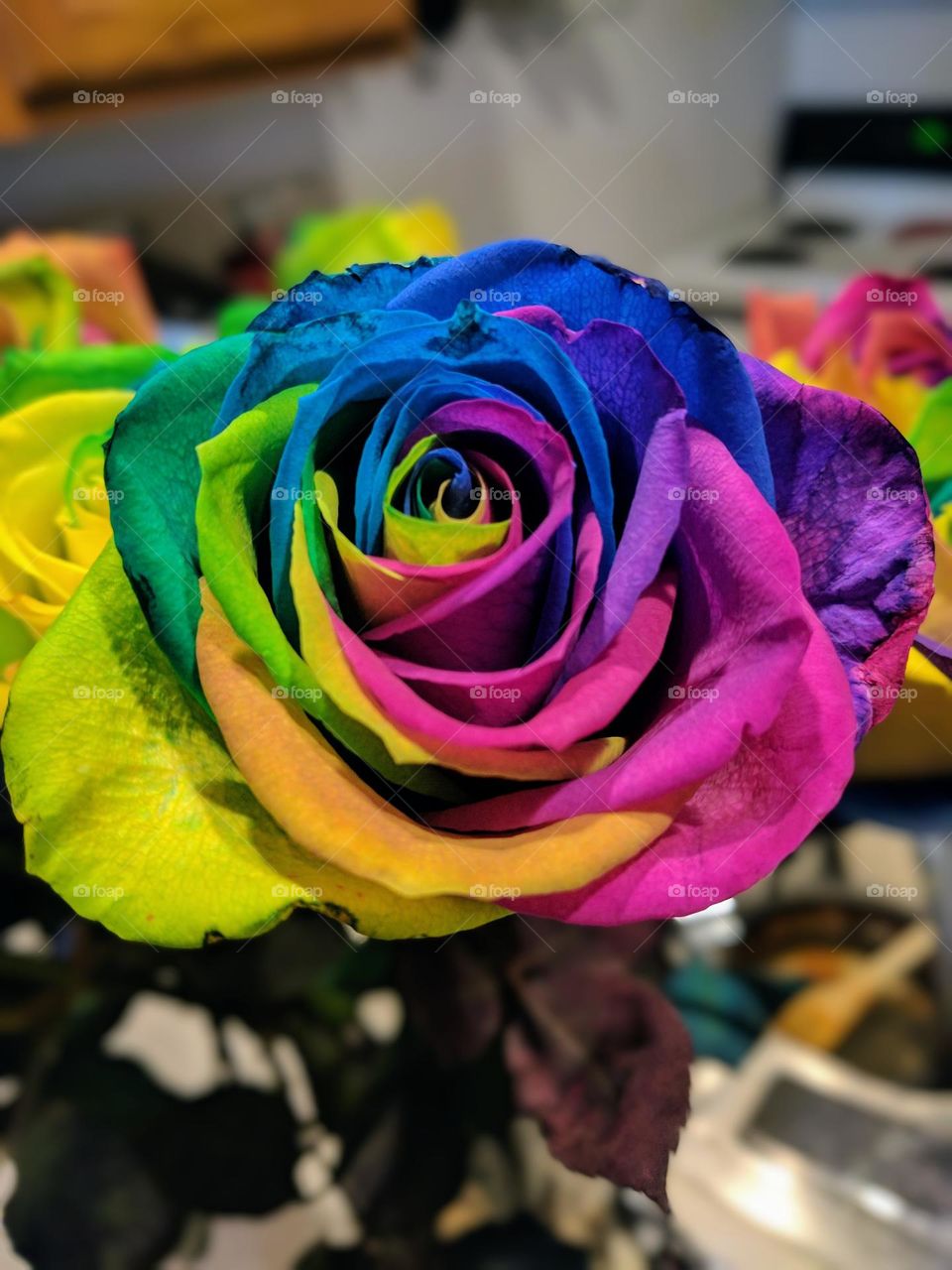 Rainbow rose