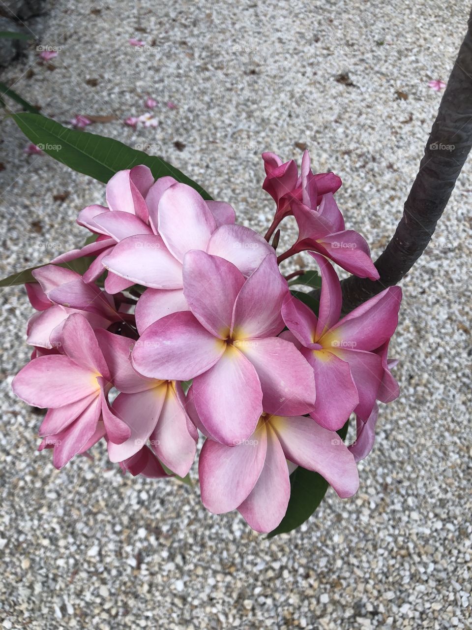 Pink plumerias 