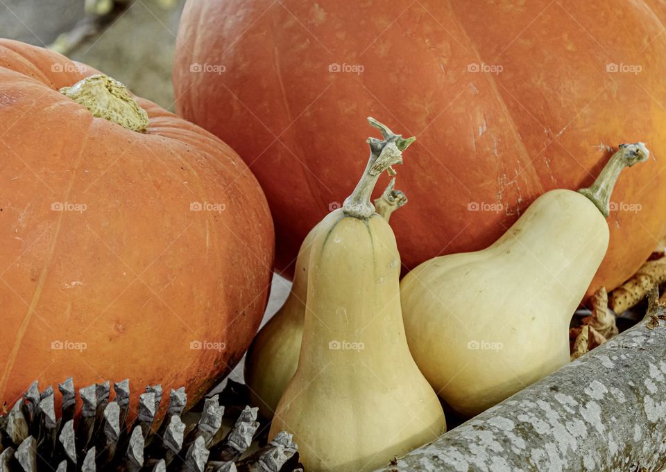 A selection of pumpkins and squash 