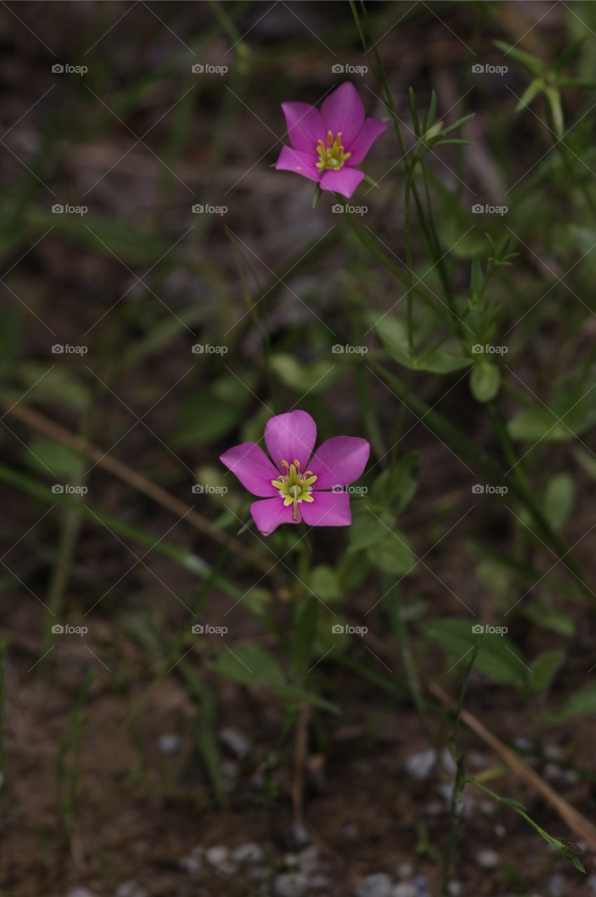 Meadow pink Texas star flower in fort Boggy state park in Leon county, Texas.