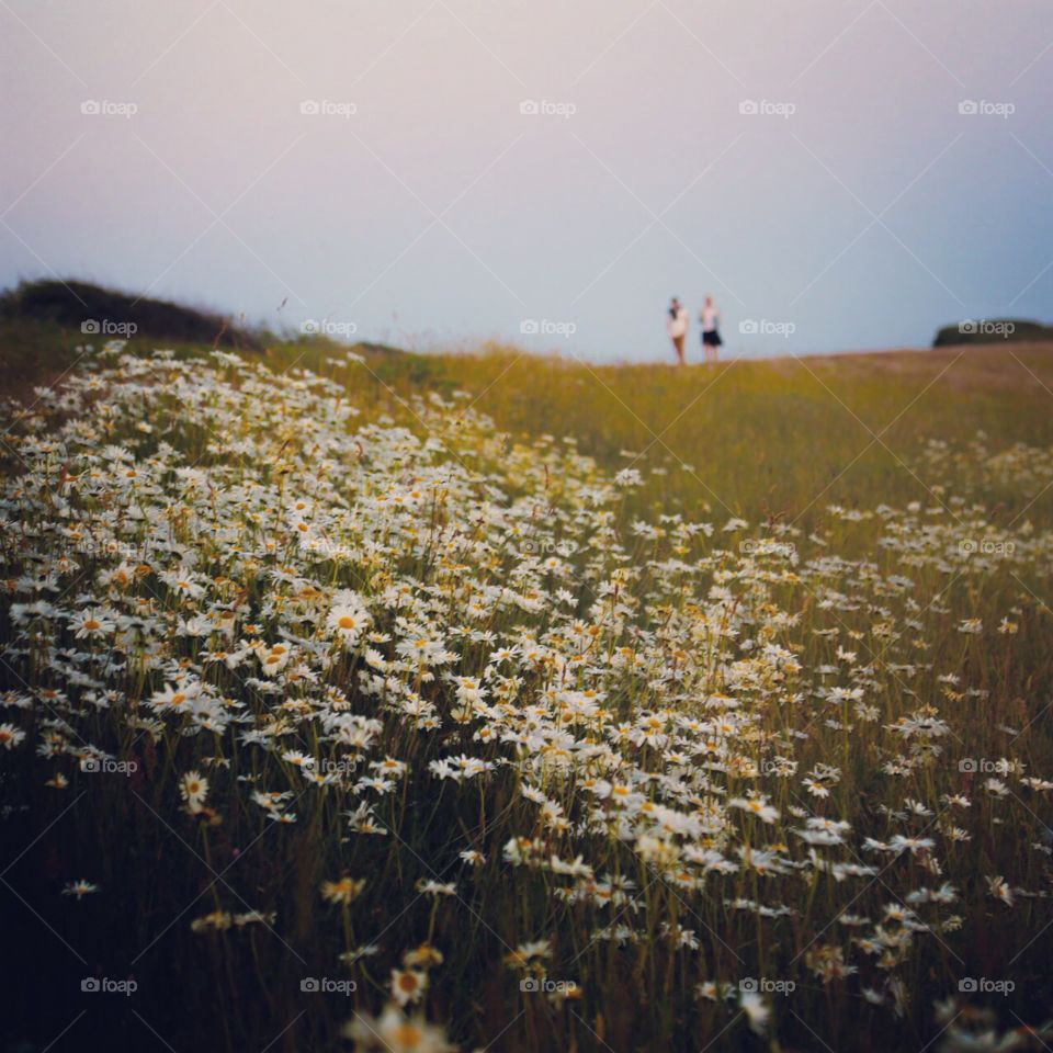 Meadow full of flowers