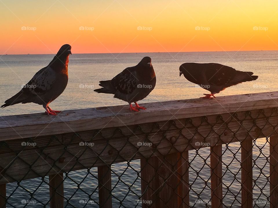 Bird, No Person, Pigeon, Two, Poultry