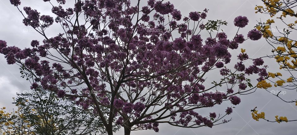 beautiful spring flowers in the garden
