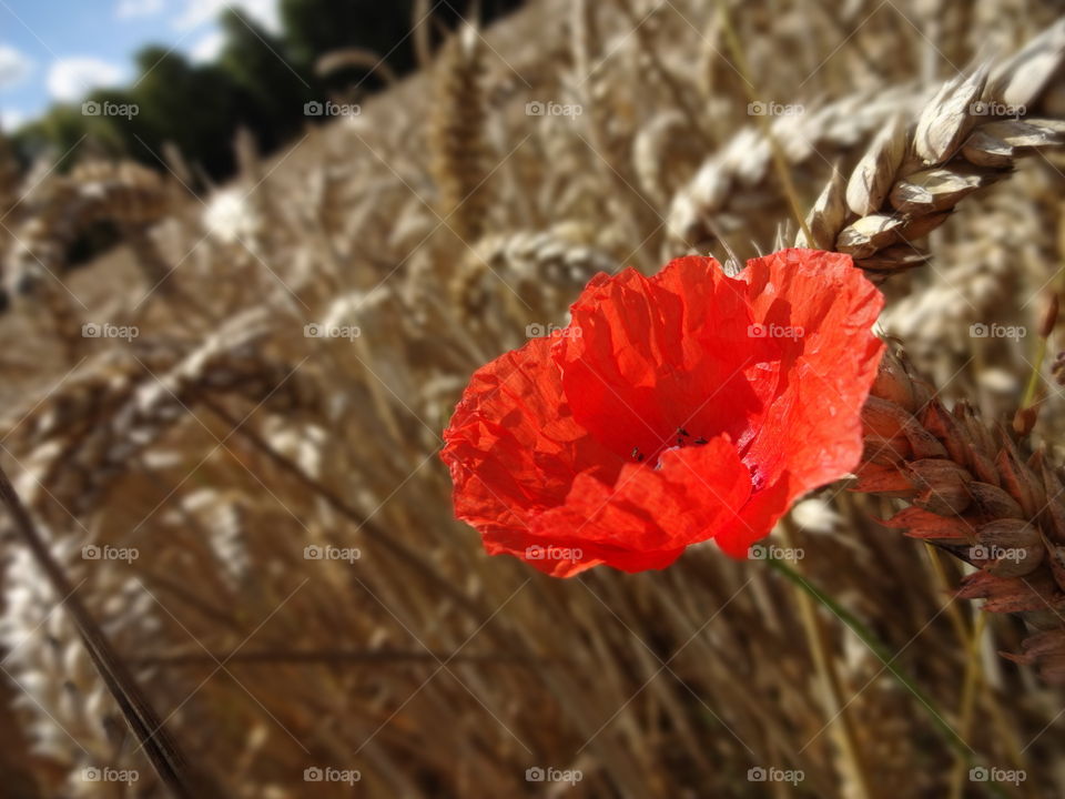 Poppy in cornfield