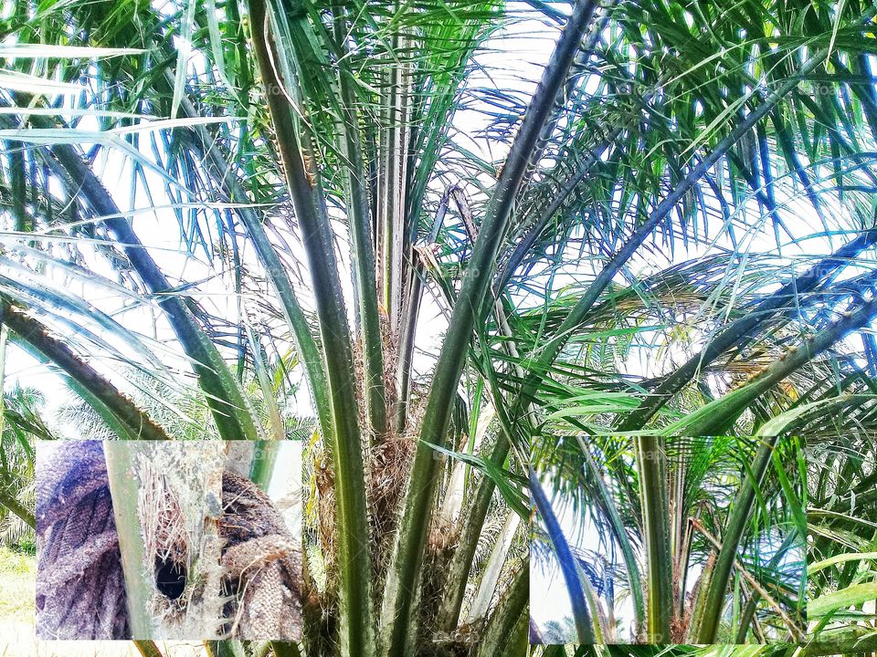 palm trees attacked oryctes rhinoceros.its charavtheristic is if the midrib has a hole and the midrib has fallen because of a pest attack