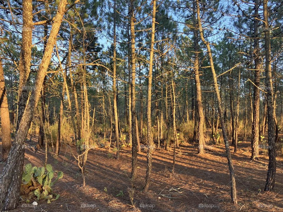 Evening sun on pines