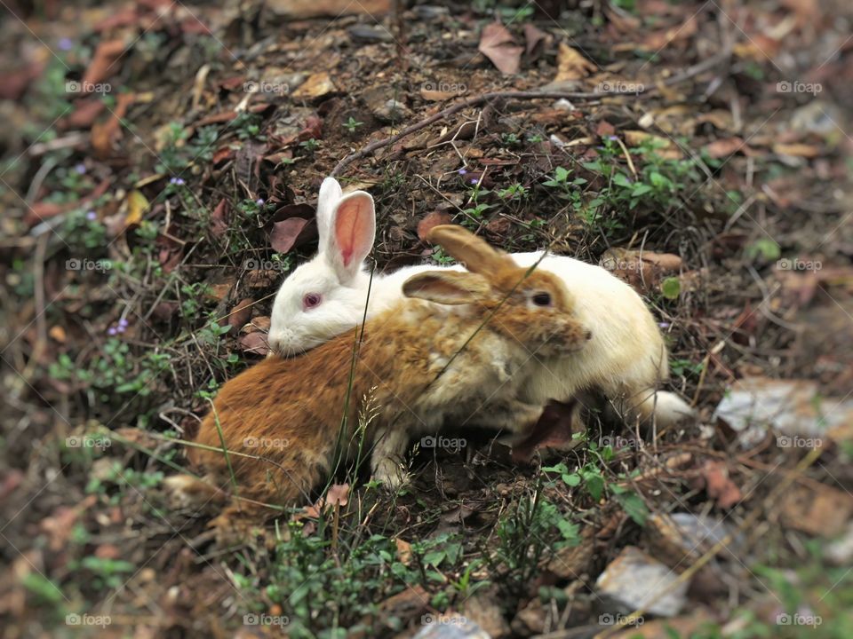 Nature, Mammal, Wildlife, Grass, Cute