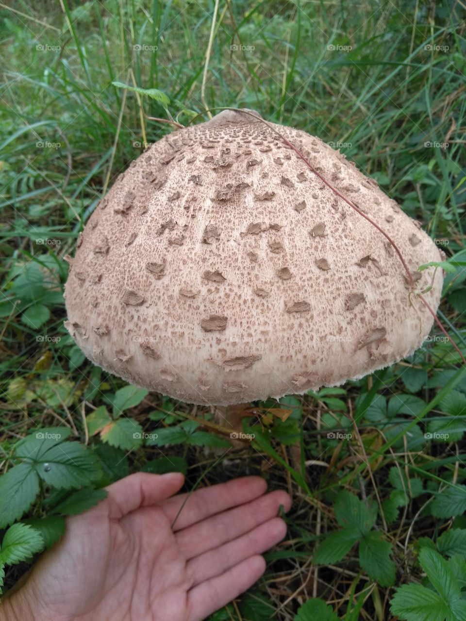 beautiful big mushroom