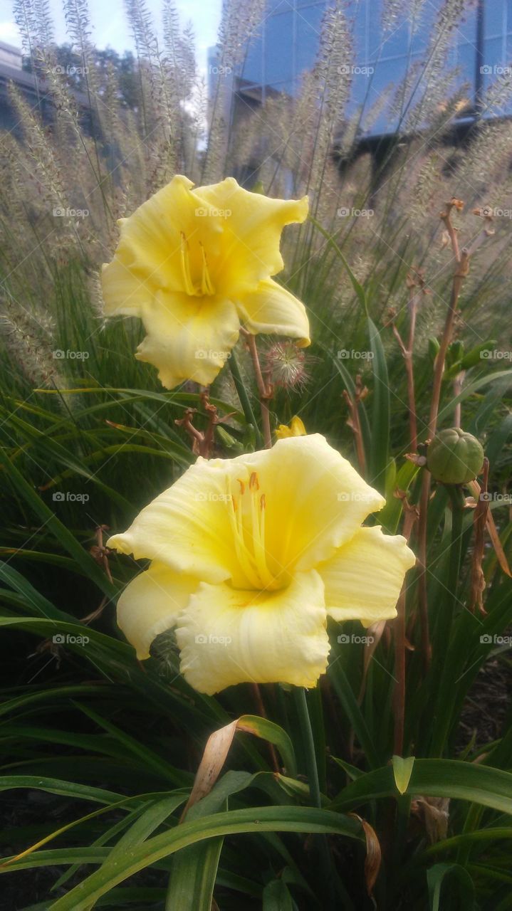 Flower, No Person, Nature, Flora, Leaf