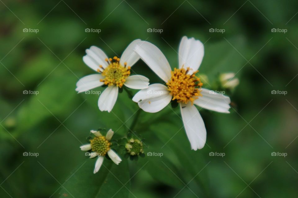 The image shows two white flowers with yellow centers on green leaves. The flowers are in full bloom and appear to be in good health. The leaves are vibrant and healthy, with some small insects crawling on them. The overall image is one of beauty and
