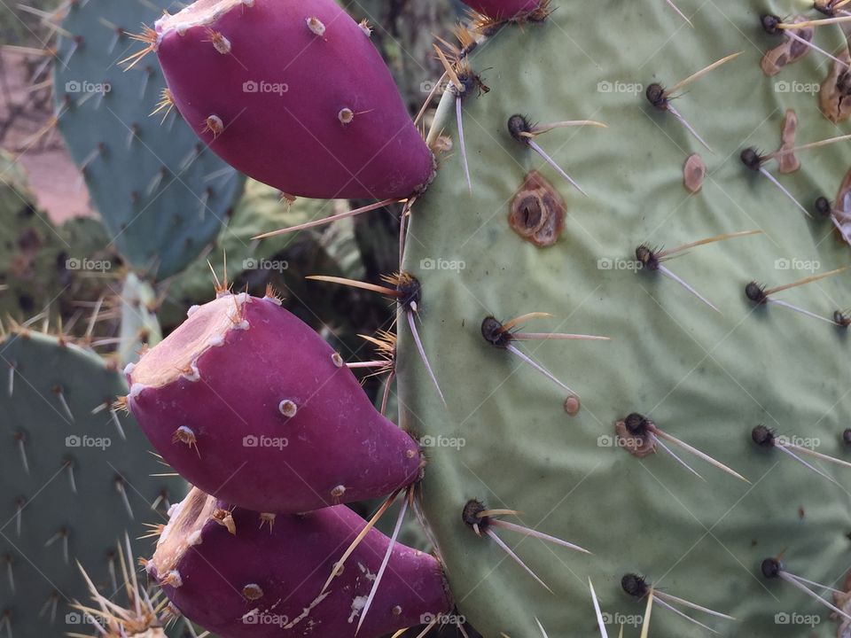 Prickly Pear. Deep red prickly pear fruit