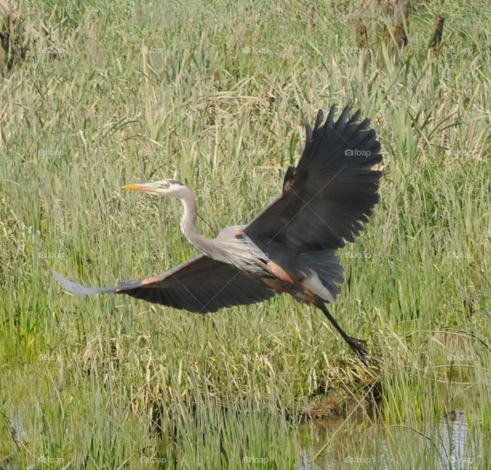 Blue Heron. Blue Heron in flight