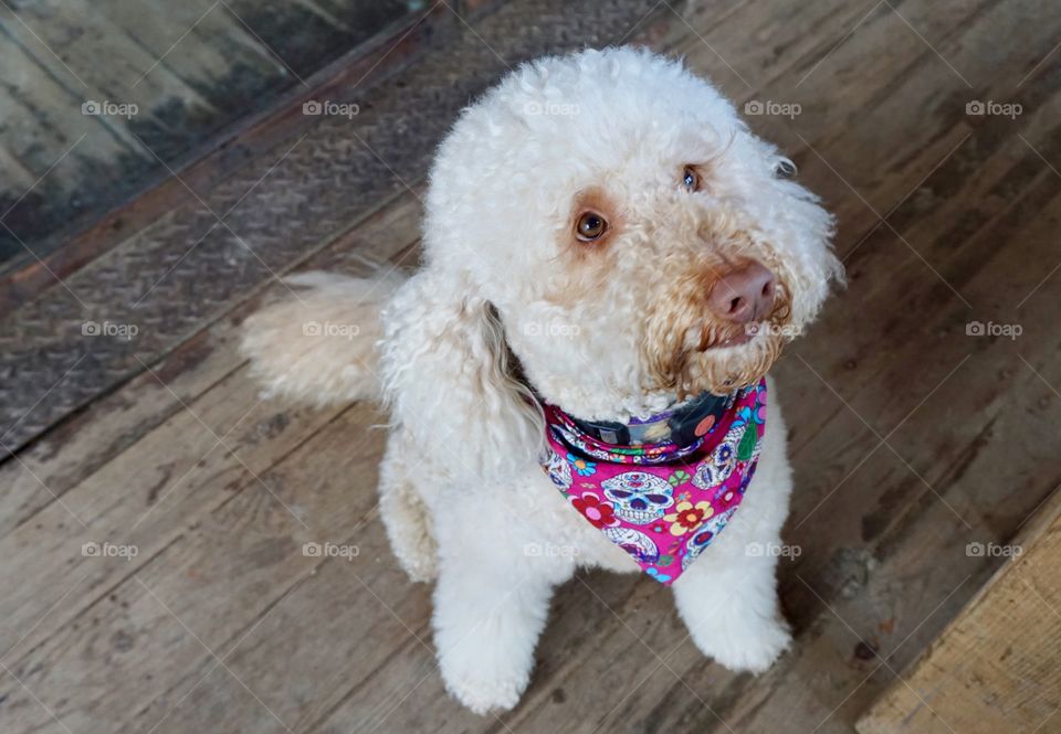 Labradoodle puppy on floor