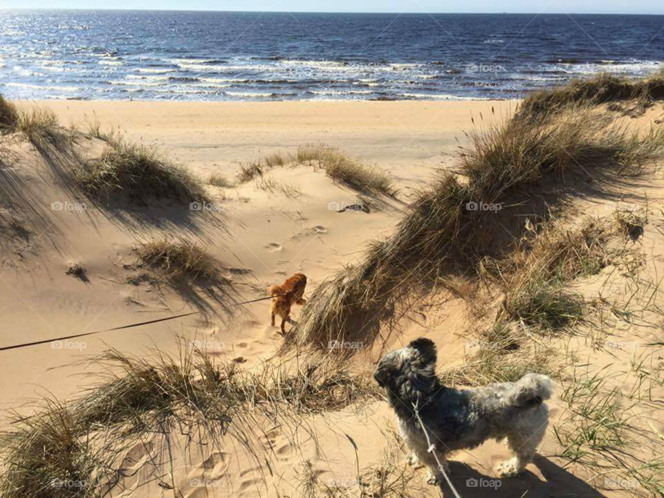 TWO PETS ON THE BEACH.