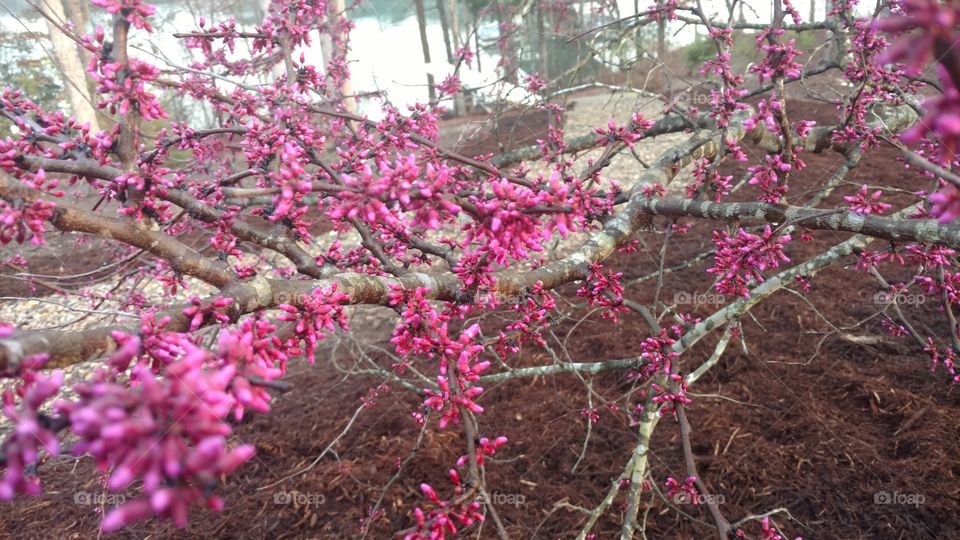 Branch, Tree, Cherry, Flower, Season