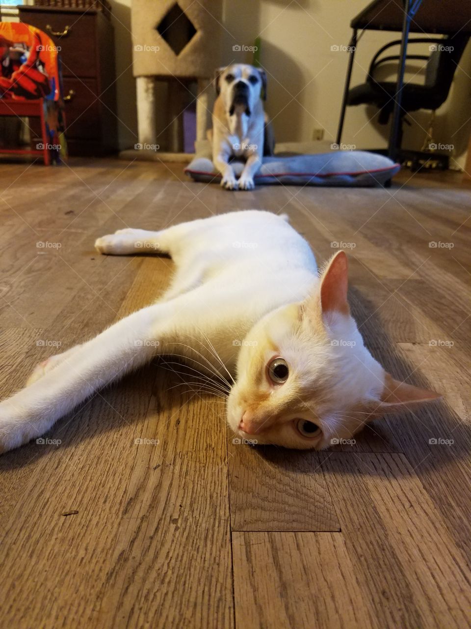 Duke  laying on floor