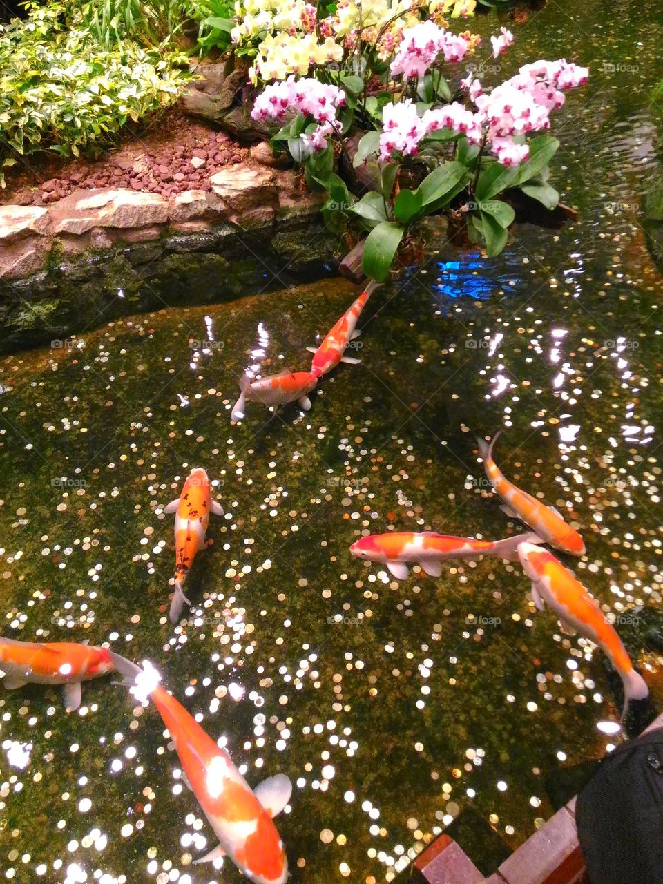 Fish pond for a wish coin