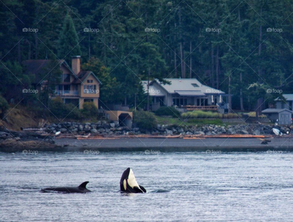 Killer whale Swimming in sea