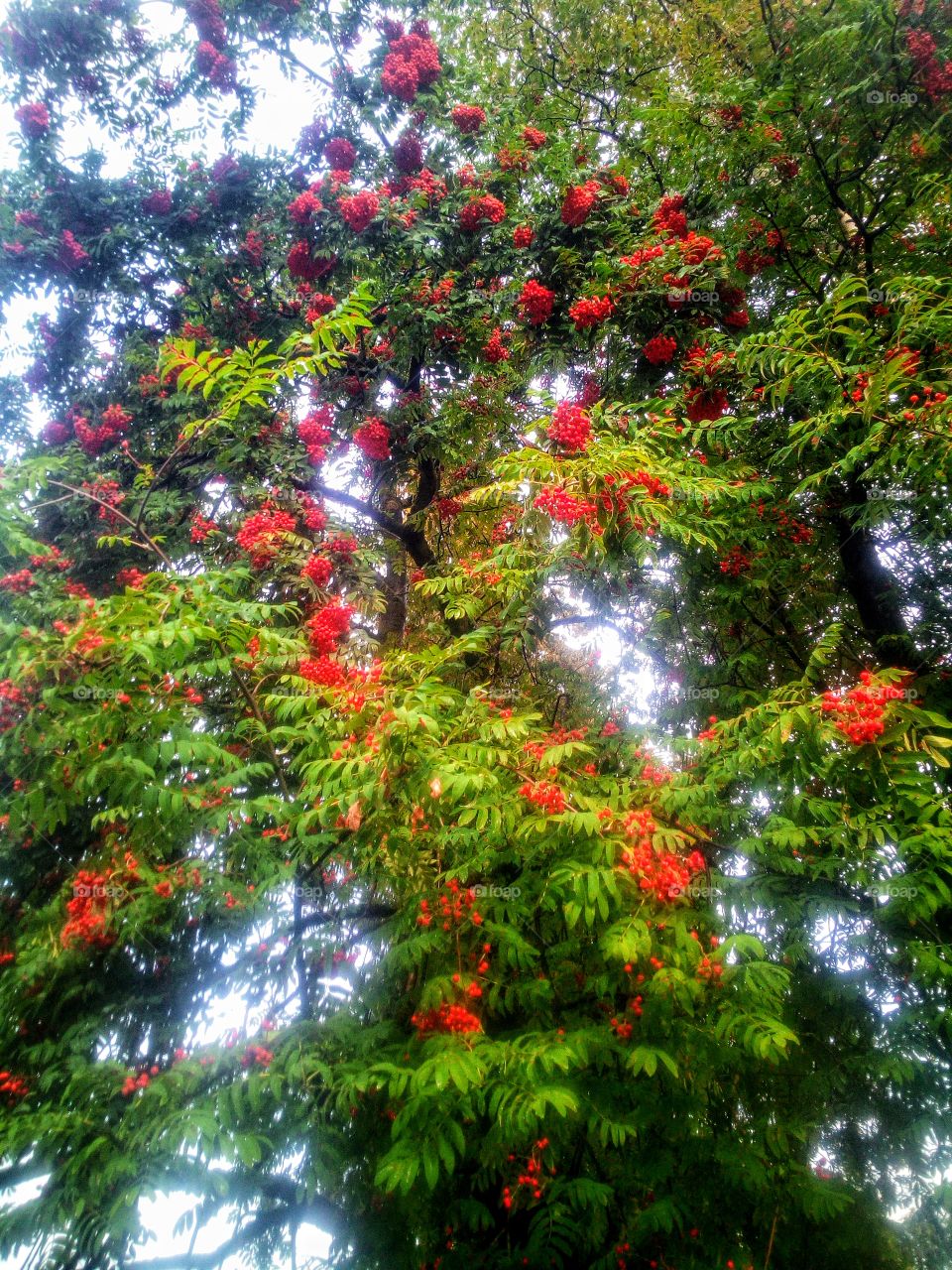 Mountain Ash