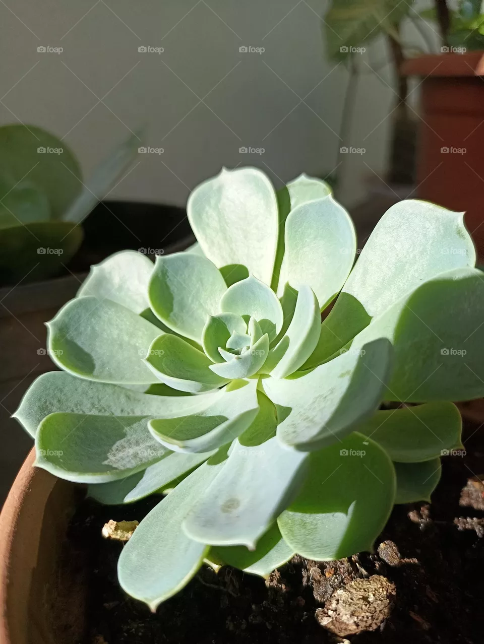 planta
