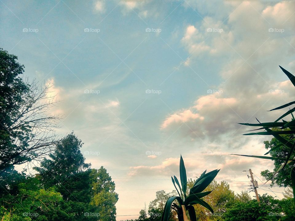 Tree, Nature, Sky, Landscape, Summer