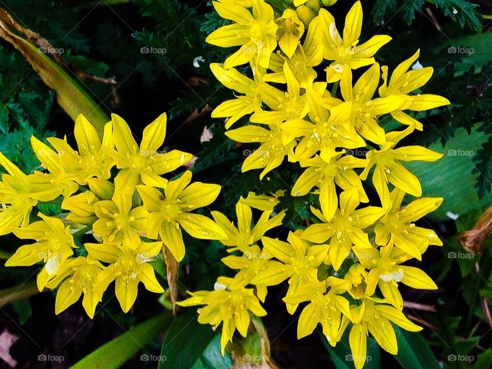 Allium blooms