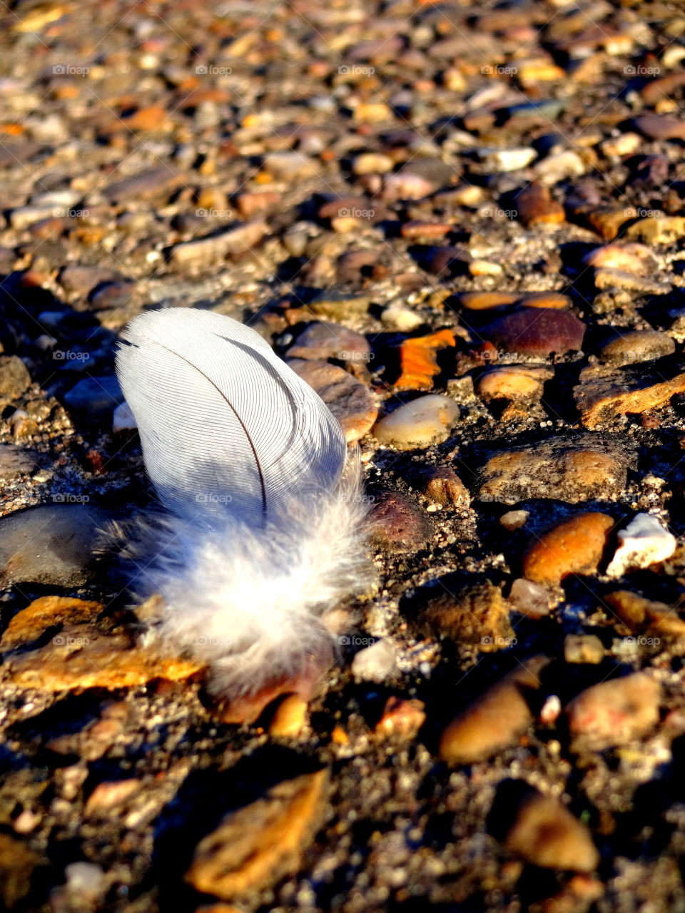feather
