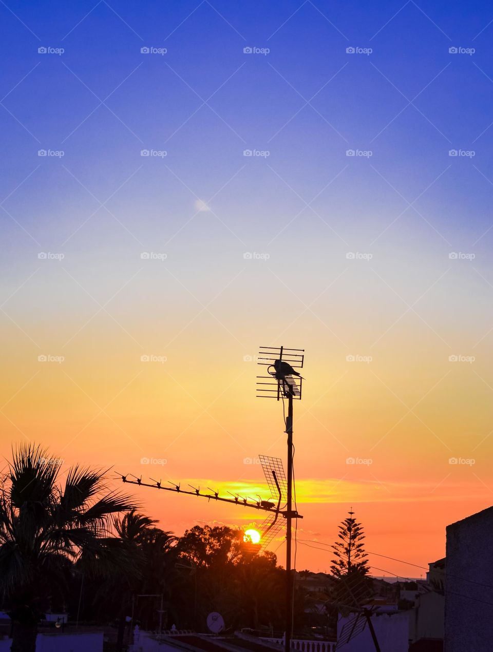 Sunrise with antenna palms and dove