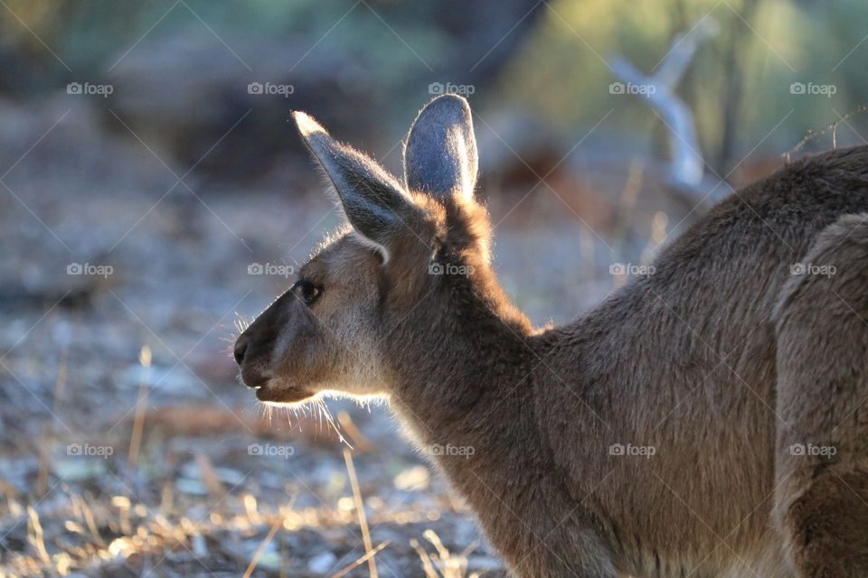 Kangaroo grazing at dawn in the wild south Australian outback 