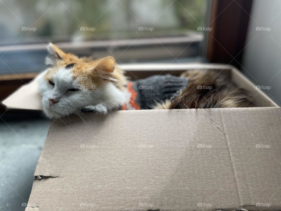 Cat in a box 