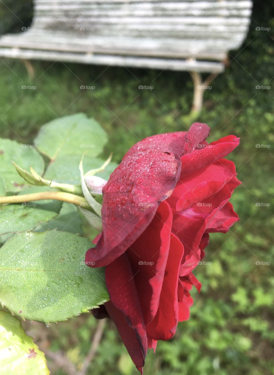 Morning dew on September red rose