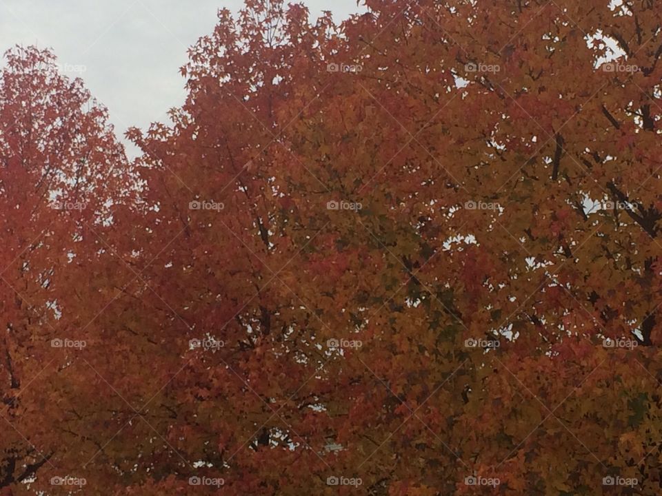 Fall in Ohio colors