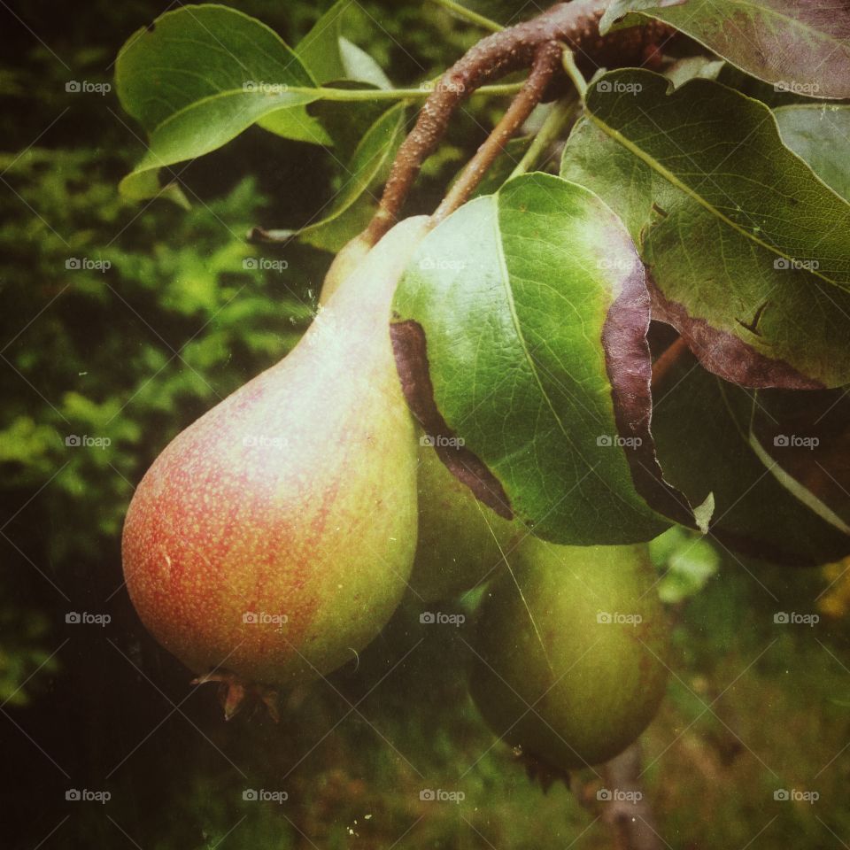 Pears . Pears on a tree